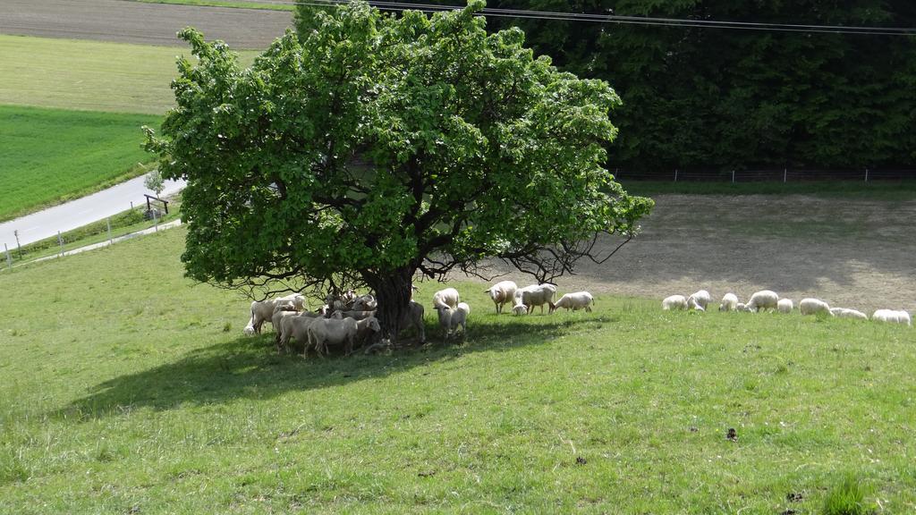 Relax Center Olimian Daire Podčetrtek Dış mekan fotoğraf